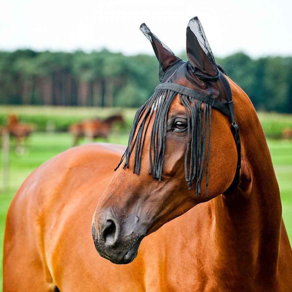 Horze Horse Fly Fringe with Ear Protection, Black, P