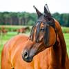 Horze Horse Fly Fringe with Ear Protection, Black, P view 1