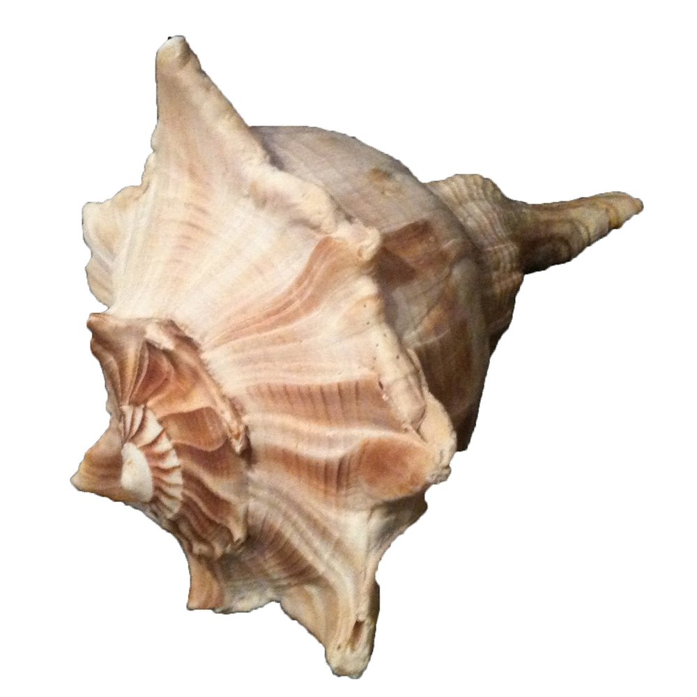 Lightning Whelk, Approx. 23 cm, for Fishing Net Decoration