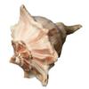 Lightning Whelk, Approx. 23 cm, for Fishing Net Decoration view 1