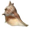 Lightning Whelk, Approx. 23 cm, for Fishing Net Decoration view 2