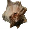 Lightning Whelk, Approx. 23 cm, for Fishing Net Decoration view 3
