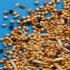 RIO Budgie Seed Food with Algae & Calcium, 500 g view 2