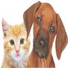 Scheidler horse-direkt Salmon Oil for Dogs, Cats and Horses, 1 Liter view 3