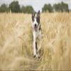 Scheidler horse-direkt Salmon Oil for Dogs, Cats and Horses, 1 Liter view 4