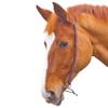 Shires Blenheim Slip Head, Brown, Cob view 2