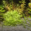 JBL Sansibar 67063 Substrate for Freshwater and Saltwater Aquariums, 10 kg, Gray view 2