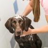 Trixie Natural Dog Shampoo, 1 Liter view 2