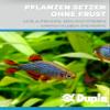 Dupla PlantFix liquid, 20 g, Fast-Setting Aquarium Plant Glue for Aquascaping view 3