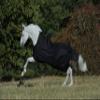Bucas Irish Turnout Light 50g High Neck 1200D - Black/Gold, Size 115 view 1