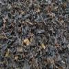 Decaffeinated Ceylon Black Tea in Tea Caddy, 500 g view 2