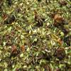 GRN ORIGINAL Green Rooibos Tea in Tea Caddy, 100 g view 2