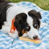 Nylabone Extreme Chew and Dental Toy for Dogs, Peanut Butter Flavor, for Extra-Large Dogs Over 23 kg view 2