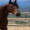 WAHL Soft Horse Brush view 3