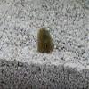 Triops King Triops Cancriformis Starter Set with Approx. 150 Eggs/Cysts view 4