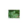 Horse Chestnut 250 g Powder Aeculus hippocastanum view 2
