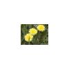 Dandelion Root 250 g Powder, Taraxacum dens leonis view 2