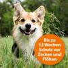 ARDAP Spot-On for Dogs Over 55 lb (25 kg) – Pyrethrum – Tick and Flea Protection – 3 x 4 mL Tubes – Up to 12 Weeks (PT19) view 3