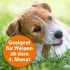 ARDAP Spot-On for Dogs Over 55 lb (25 kg) – Pyrethrum – Tick and Flea Protection – 3 x 4 mL Tubes – Up to 12 Weeks (PT19) view 4