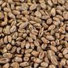 1 kg Light Wheat Malt for Pale Wheat Beers, EBC 3–5 view 1