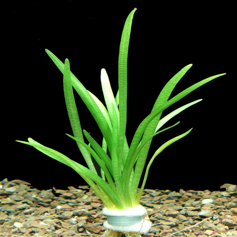 Zoomeister - 1 Bunch of Dwarf Sagittaria (Sagittaria subulata)