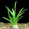 Zoomeister - 1 Bunch of Dwarf Sagittaria (Sagittaria subulata) view 1