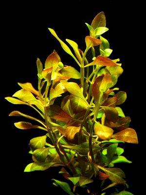 Zoomeister - 5 Bundles of Creeping Ludwigia (Ludwigia repens)