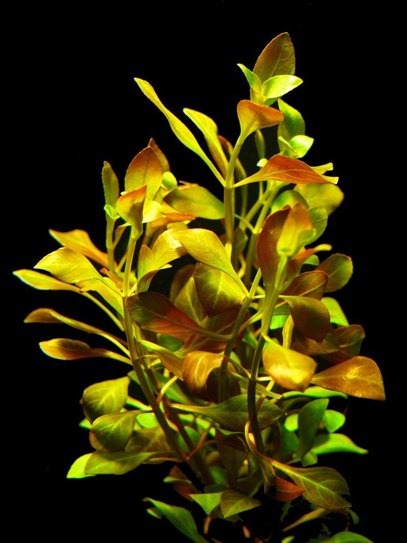 Zoomeister - 5 Bundles of Creeping Ludwigia (Ludwigia repens)