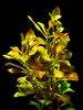 Zoomeister - 5 Bundles of Creeping Ludwigia (Ludwigia repens) view 1