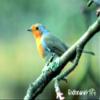 Erdtmann Peanut Paste for Wild Birds, 500g view 2