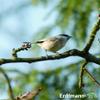 Erdtmann Peanut Paste for Wild Birds, 500g view 3