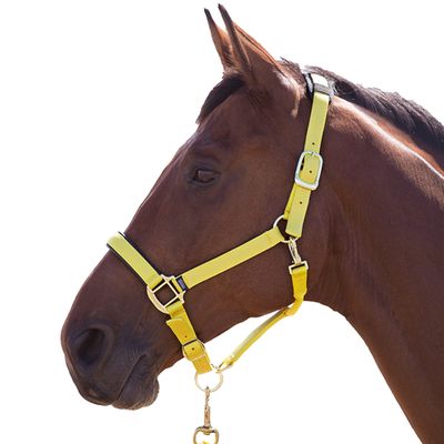 Shires Topaz Nylon Horse Halter, Black/Yellow, Extra-Large