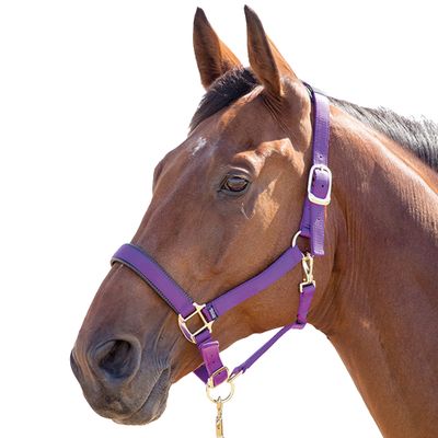 Shires Topaz Nylon Horse Halter, Black, XX-Small, Violet