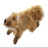 Country Dog Fox view 1