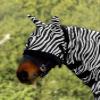 Zebra Fly Mask view 1