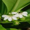 Fan Flower Australian Flower Essences Australian Bush Flowers 15 ml view 2