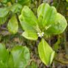 Fan Flower Australian Flower Essences Australian Bush Flowers 15 ml view 3