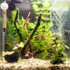 SunSun WDJ-02 Aquarium Thermometer, -1 to 43°C / 35 to 105°F view 3