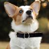 Vigcebit Rolled Leather Dog Collar view 3