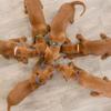 TRIXIE Junior Puppy Collar Set view 3