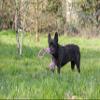 Aim Dog Rope Toy Lance, 37 cm view 4