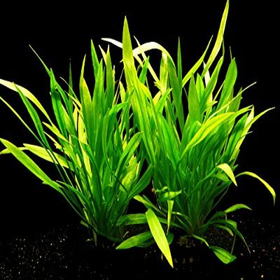 Zoomeister - 2 Potted Grass-Like Dwarf Sword Plants (Echinodorus latifolius)