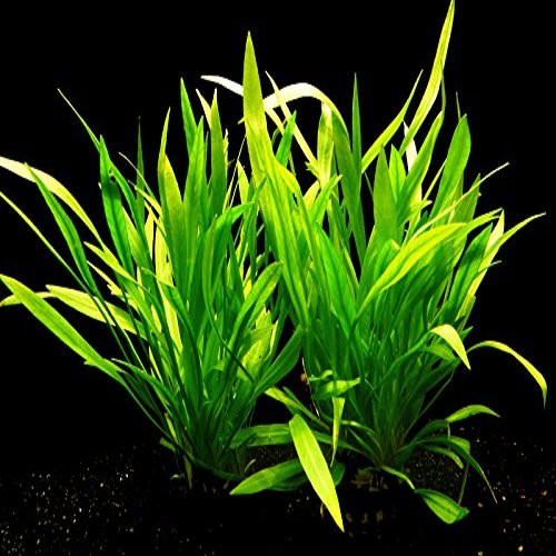 Zoomeister - 2 Potted Grass-Like Dwarf Sword Plants (Echinodorus latifolius)