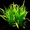 Zoomeister - 2 Potted Grass-Like Dwarf Sword Plants (Echinodorus latifolius) view 1