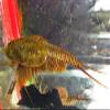 Triops King Triops Granarius Starter Culture with Approx. 500 Eggs view 2
