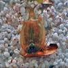 Triops King Triops Granarius Starter Culture with Approx. 500 Eggs view 3