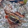 Triops King Triops Granarius Starter Culture with Approx. 500 Eggs view 4