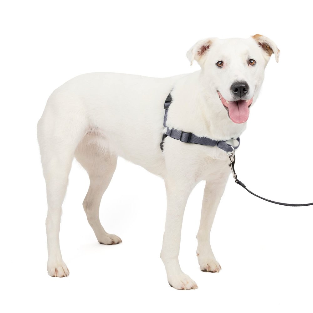 PetSafe Deluxe Easy Walk Dog Harness