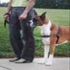 PetSafe Deluxe Easy Walk Dog Harness view 2