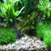 Dennerle Plantahunter Rio Xingu Natural Gravel 2–22 mm for Aquariums view 2